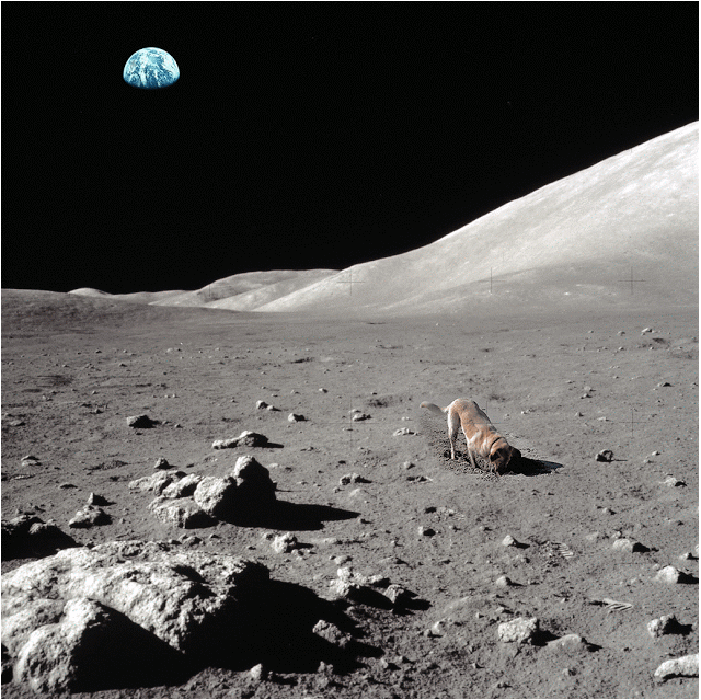 Dog digging a crater in the moon gif picture