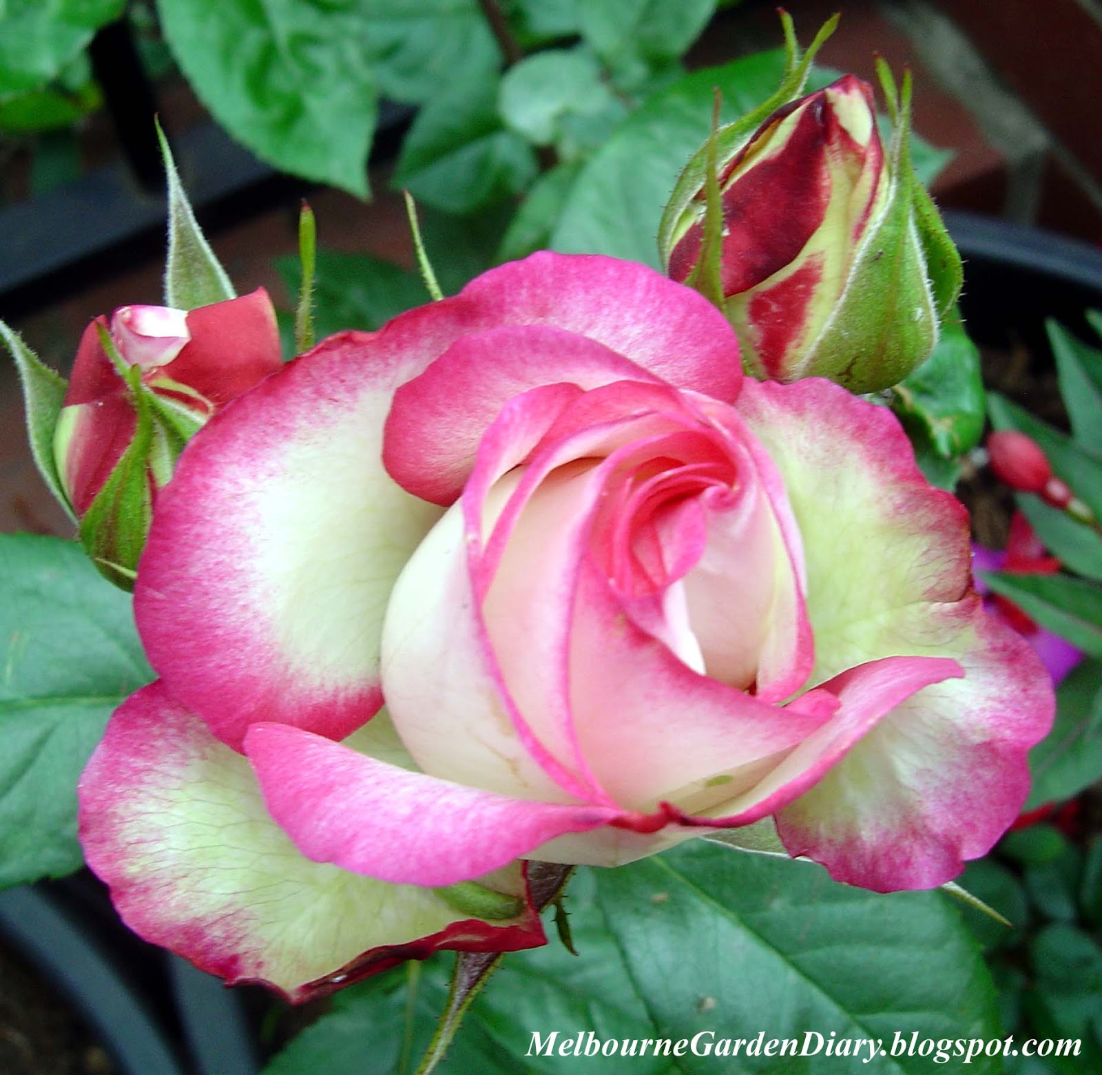 Melbourne Garden Diary: La Minuette Rose
