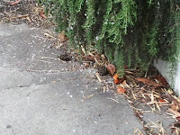 Tree bud looks like dog poop. Castro, San Francisco CA, 94114