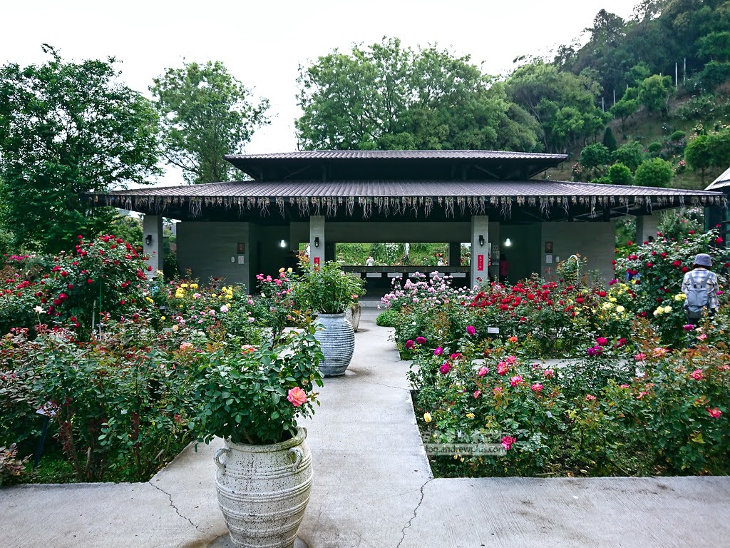 苗栗景點,雅聞七里香玫瑰森林,苗栗親子旅遊