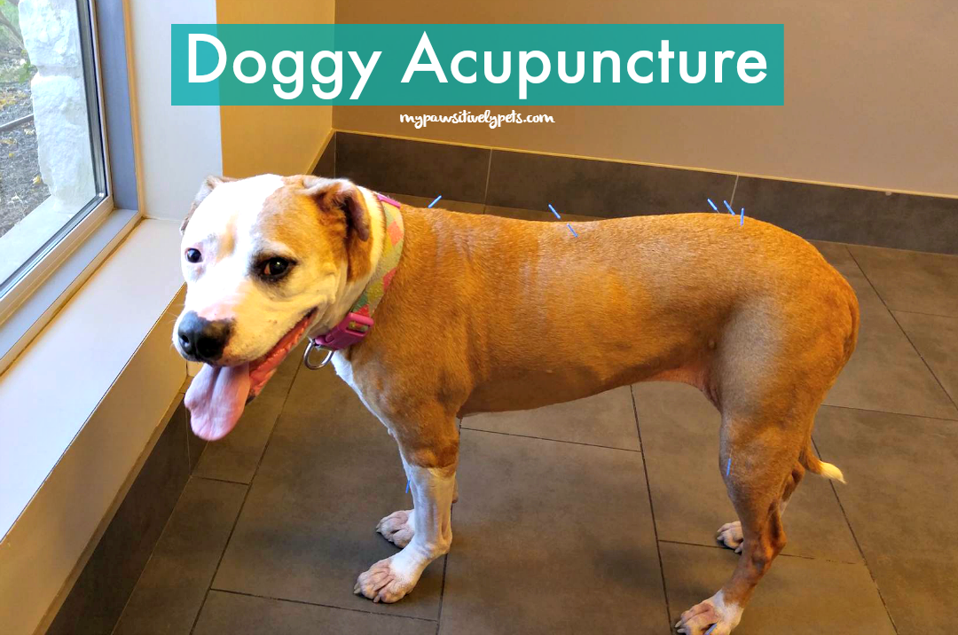 Trying Doggy Acupuncture for the First Time Pawsitively Pets