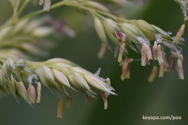 Phalaris arundinacea (Reed Canary Grass)
