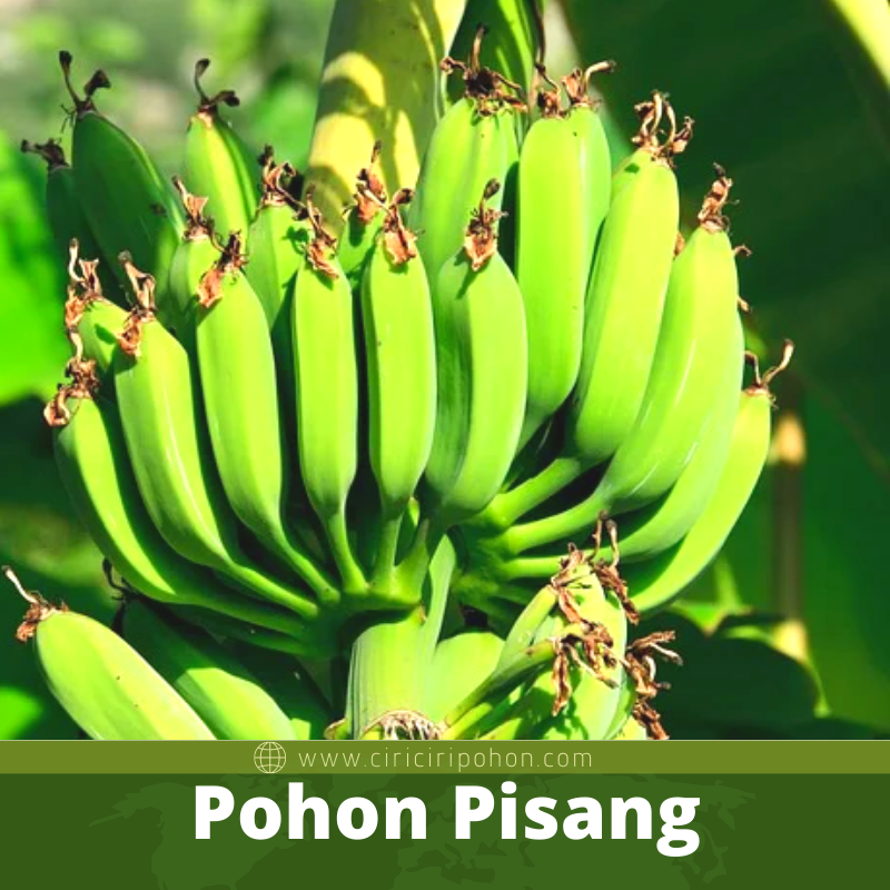 Pohon Pisang