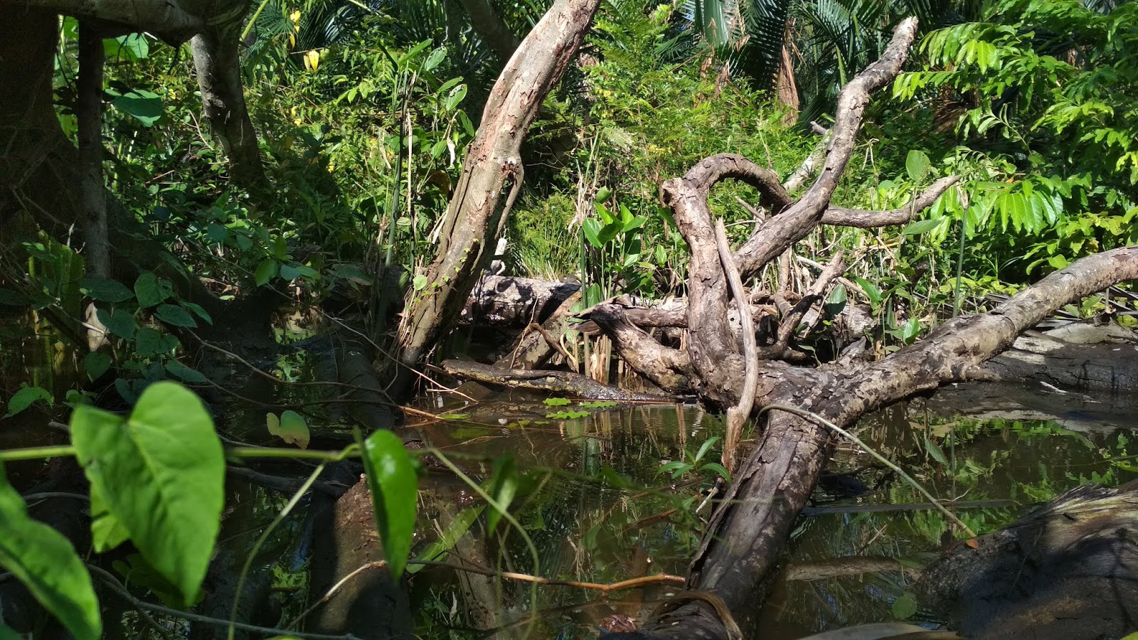 Pohon Bajakah Di Hutan Kalimantan Apakah Tetap Lestari