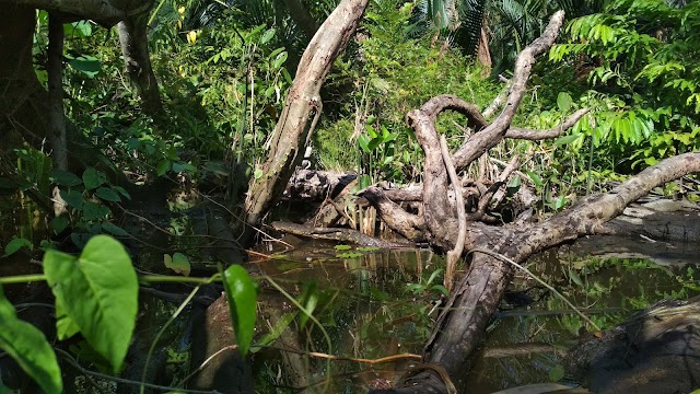 Pohon Bajakah Di Hutan Kalimantan Apakah Tetap Lestari