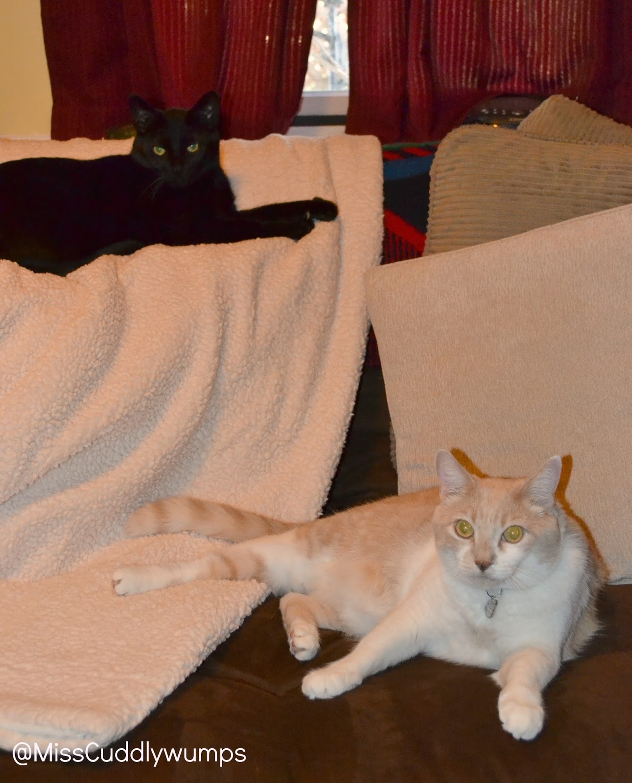 The Cuddlywumps Cat Chronicles On Black Cat Appreciation Day, a