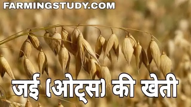 जई की खेती (jaee ki kheti) कैसे करें, oats in hindi, ओट्स की खेती, jae ki kheti, jaee ki fasal, जई की फसल, जई की किस्में, जई की खेती कब की जाती है,