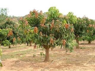 Vivero habitat nativo: arbol de mango comun VIVERO HABITAT NATIVO: ARBOL DE MANGO COMUN