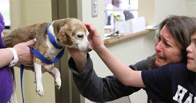 Maisy the Beagle reunited with her family after six years
