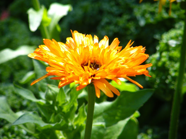 single calendula blossom