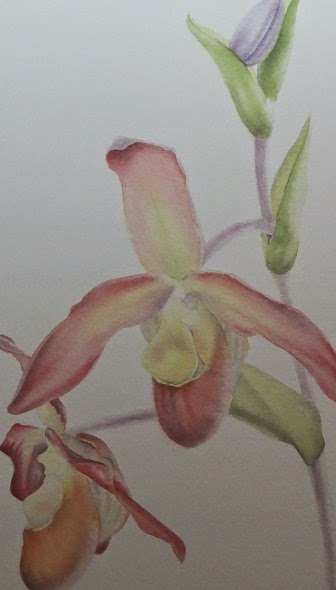 Phragmipedium Bel royal - strengthening the shadows by  Polly o'Leary©2014 All rights Reserved