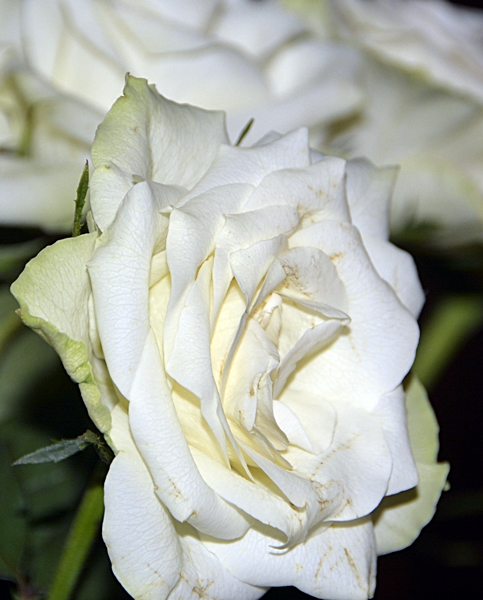 hvit rose