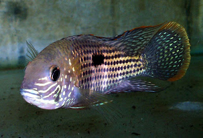 Shamudra Bilash Cichlid Fish Shamudra Bilash Cichlid Fish