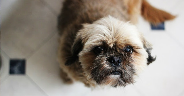 Afinal, qual é o melhor vermífugo para os shih tzu?