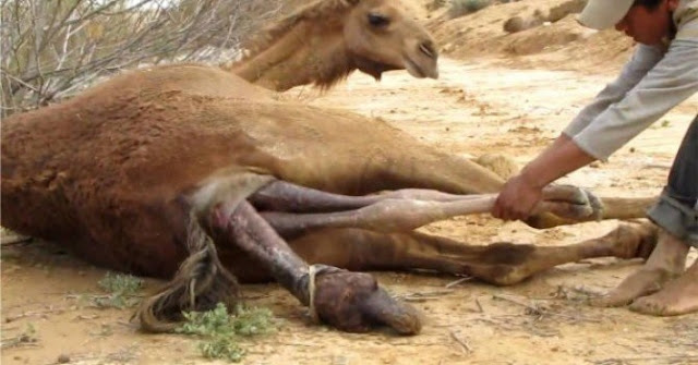 SHOCKING!! 15 – Year – Old Teenager Ordered To Marry The Camel He Impregnated After It Gave Birth