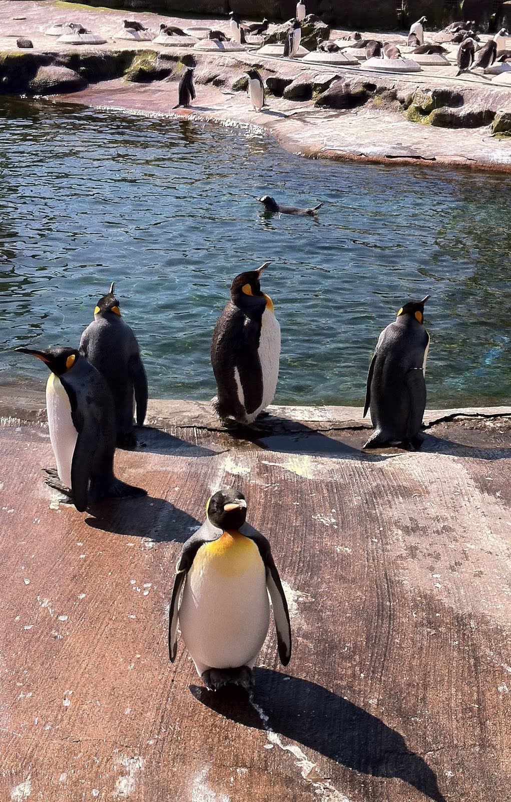 Edinburgh Zoo A Little Further North