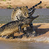 Jaguar εναντίον κροκόδειλου-Δύο από τα πιο άγρια ​​αρπακτικά στη Γη σε μια ανελέητη μάχη