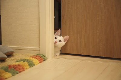 alt="gato asomado a traves de la puerta"
