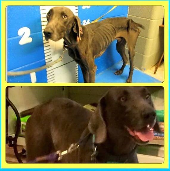 Starving Dog Who Survived By Eating Twigs And Rocks Gets His Happily