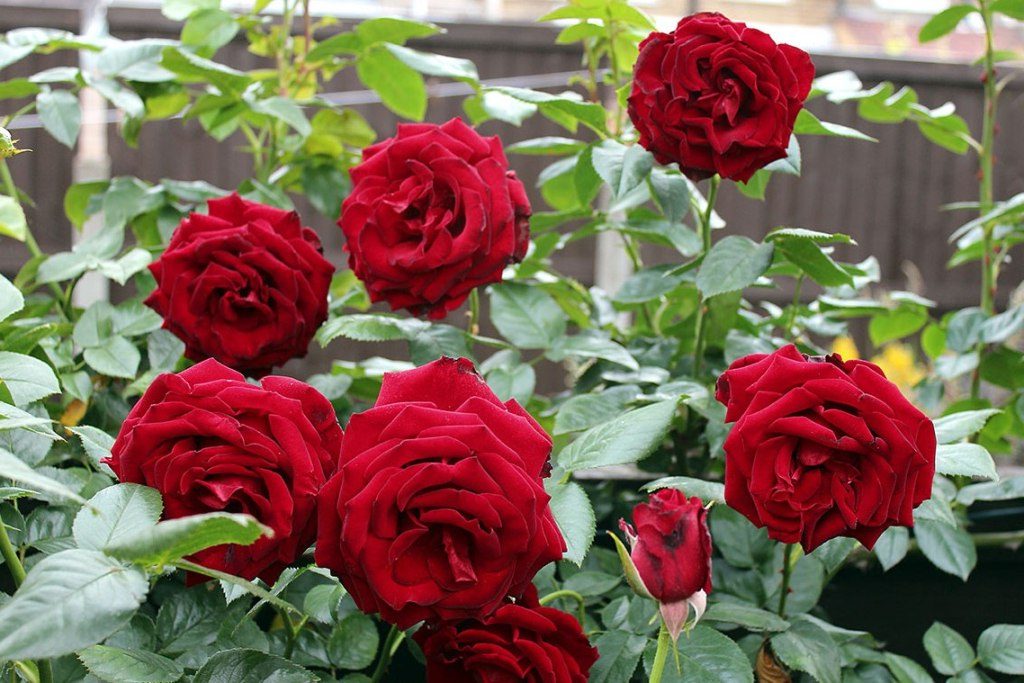 Wow 27+ Bunga Mawar Dari Daun Pisang Kering - Gambar Bunga ...