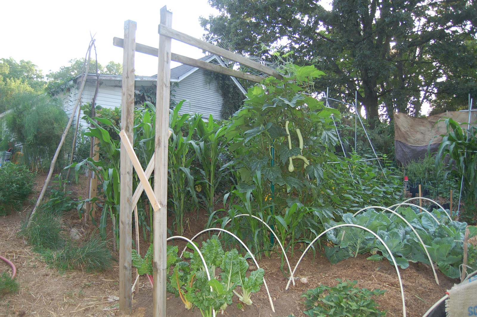 Midwestern Garden Trumpet Zucchini Rampicante and trellis