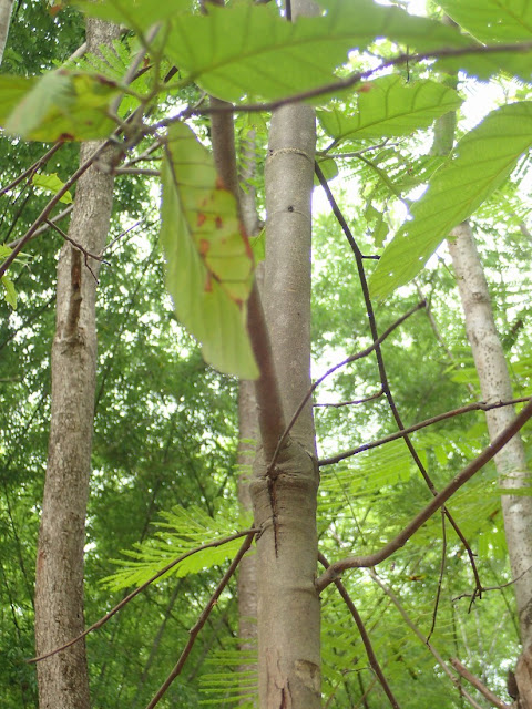 Shorea obtusa Shorea obtusa