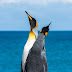 Καπάτσος πιγκουίνος καταφέρνει να σωθεί από δολοφόνο φάλαινα πηδώντας σε βάρκα [Βίντεο]