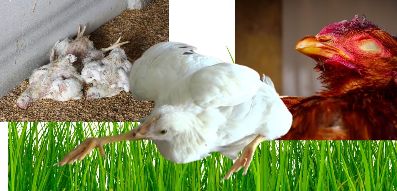 köpek genç hastalığı aşısı fiyatı