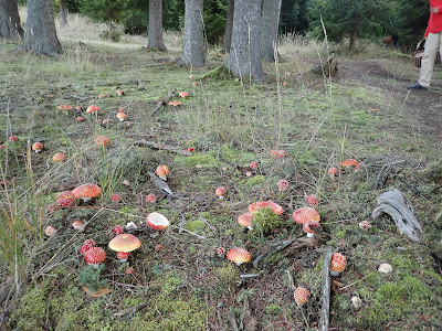 grzyby 2019, grzyby w październiku, grzyby na Orawie, mleczaje, podgrzybki, muchomory, grzyby po przymrozkach