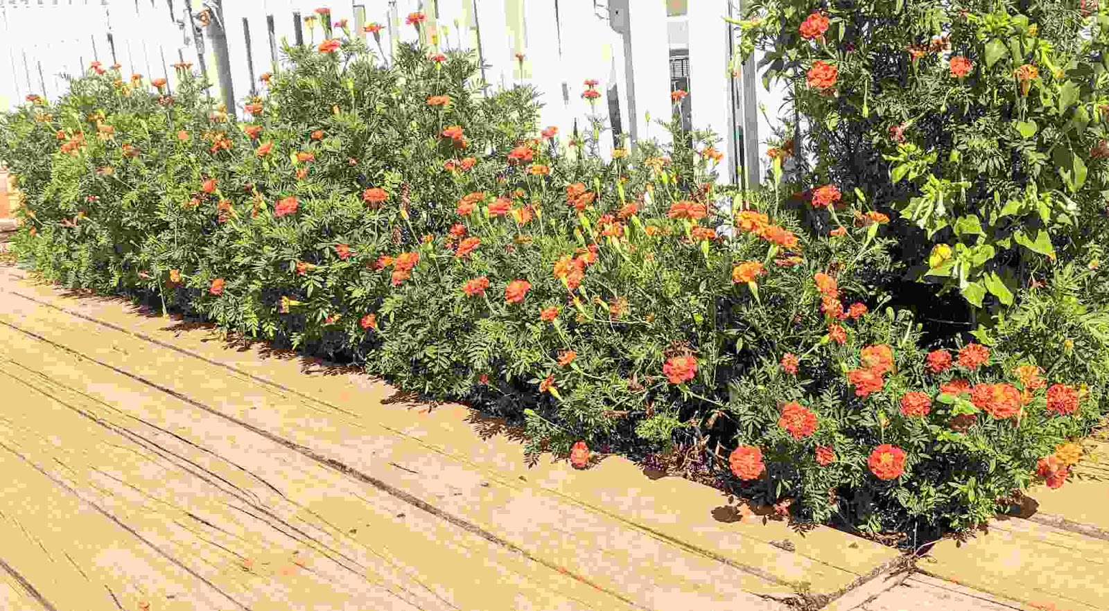 How to Start a Flower Garden AnointedHeels