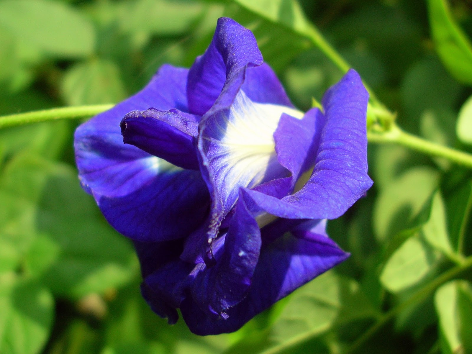 AMARchobee Flower Aparajita