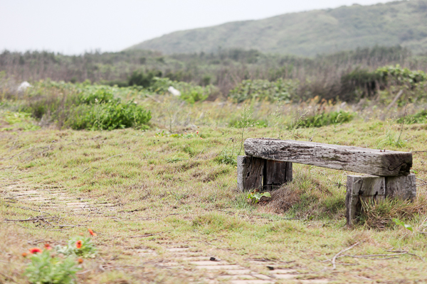 苗栗後龍海角樂園海邊賞天人菊、大風車、彩虹造景,美照好好拍 苗栗後龍海角樂園海邊賞天人菊、大風車、彩虹造景,美照好好拍