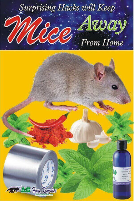 mice away remedies keep rid natural surprising hack mouse rodents