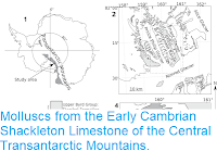 https://sciencythoughts.blogspot.com/2019/01/molluscs-from-early-cambrian-shackleton.html