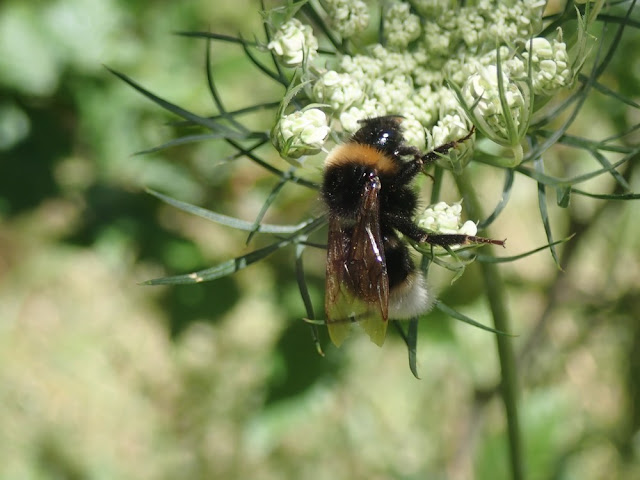 Bombus terrestris Bombus terrestris