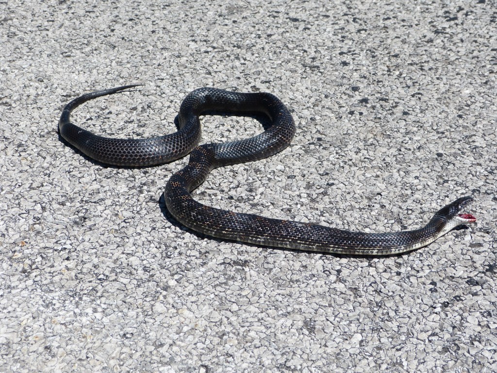 Norfolk County Naturalist Gray Ratsnake Norfolk