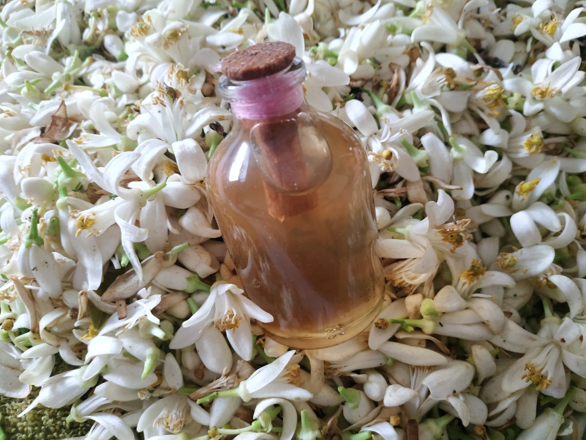 Distillation Orange Blossom Water Benefits And Methods Of Use