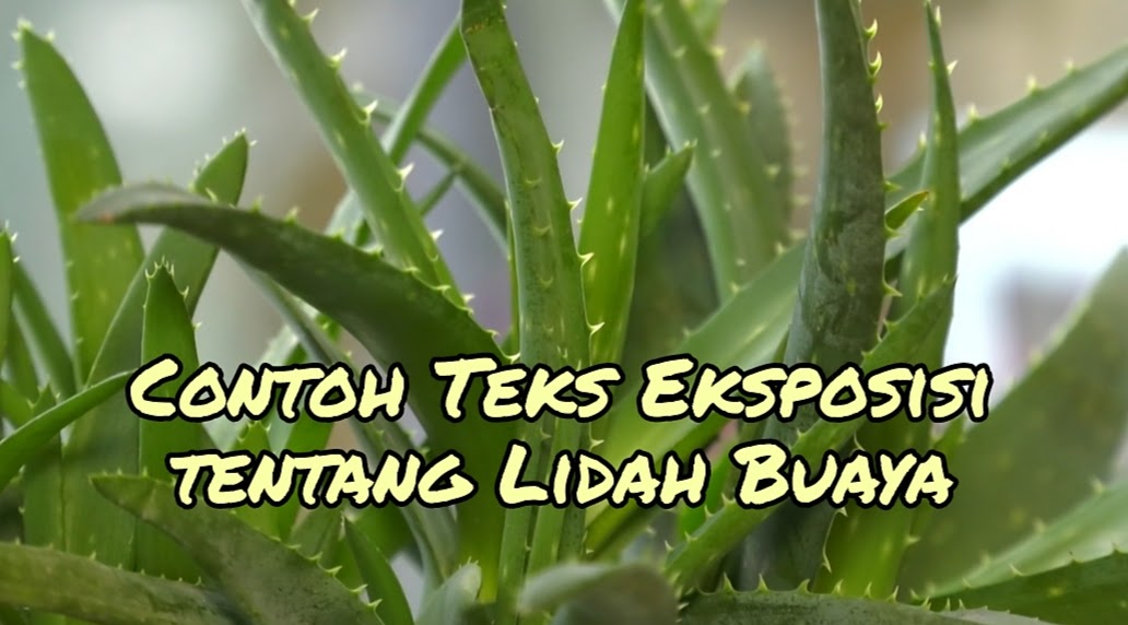 Contoh Teks Eksposisi tentang Lidah Buaya - PELAJARAN BAHASA INDONESIA
