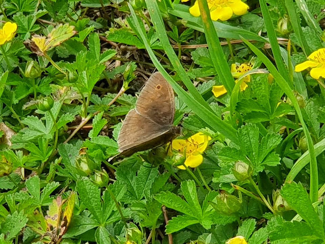 butterfly-samsung-s10