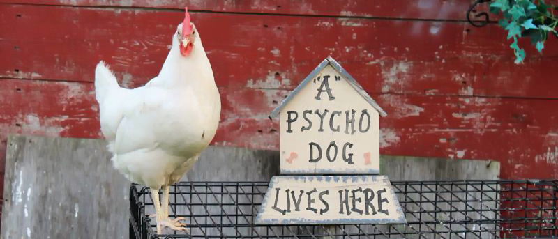 Psycho Chicken