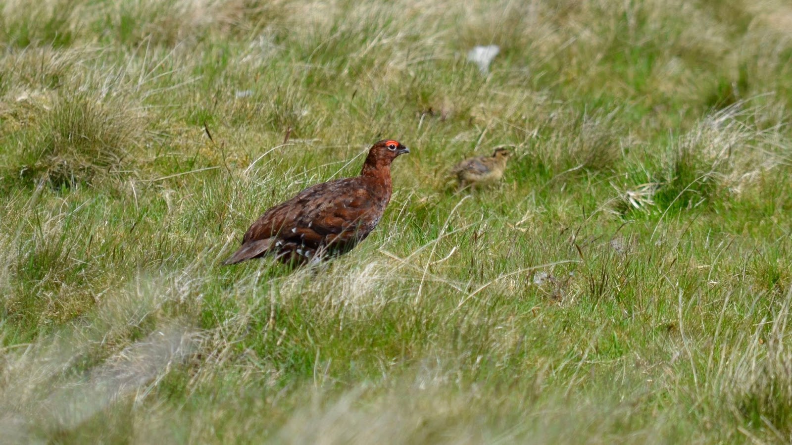 Vane Farm Memories. Interview at Vane Farm RSPB Reserve.