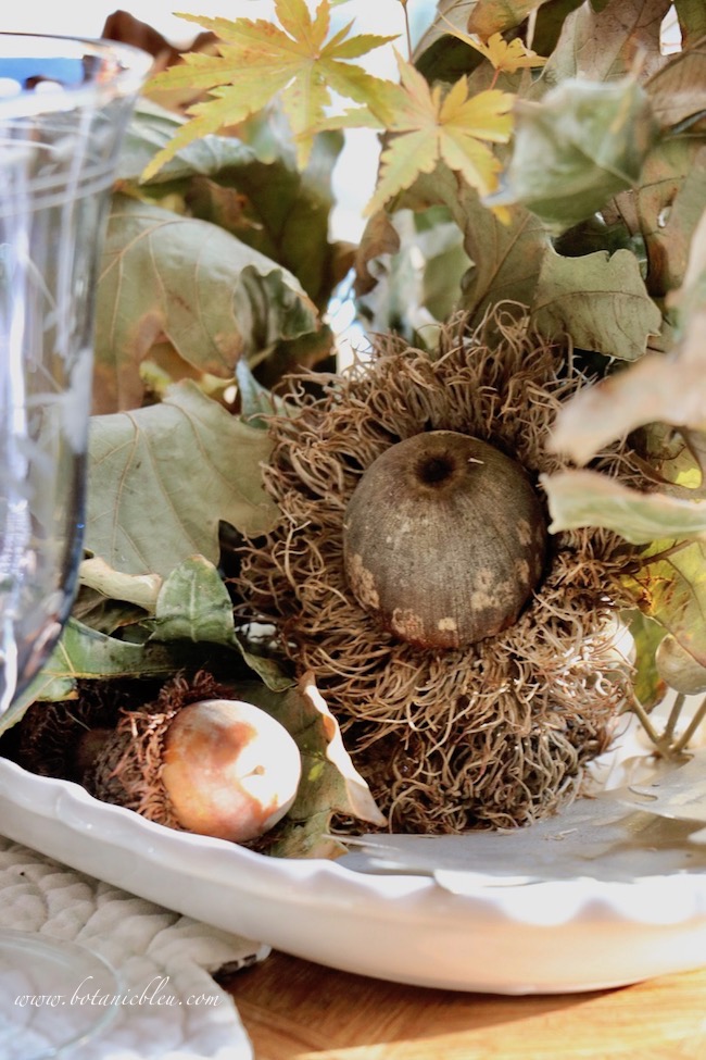 Thanksgiving Natural Centerpiece tips shows large Bur Oak fringed acorn in the centerpiece