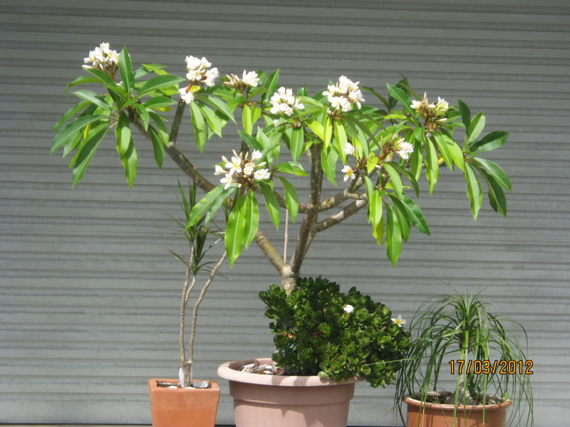 my walk with food and beautiful plants and flowers Frangipani my walk with food and beautiful plants and flowers Frangipani