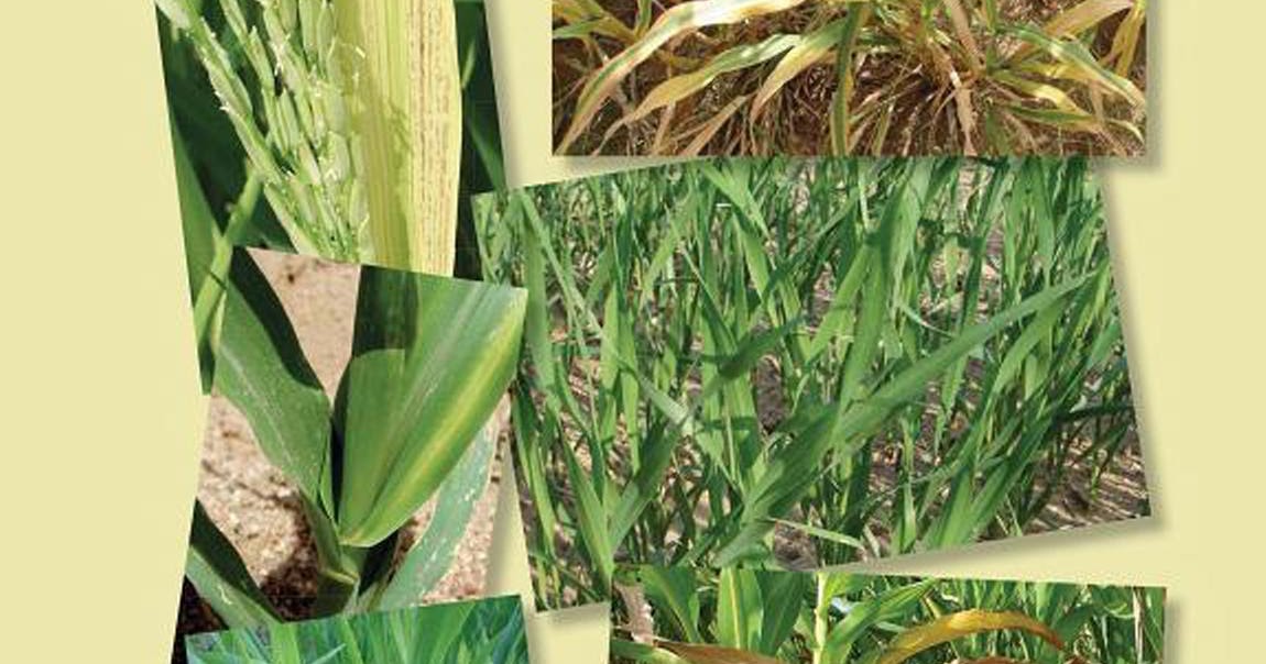 [EBOOK] A Guide to Identifying and Managing Nutrient Deficiencies in