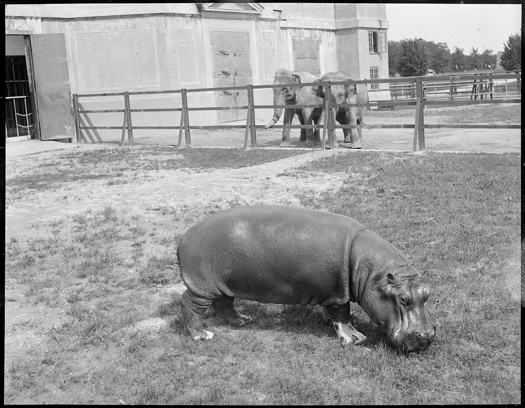 The Circus "NO SPIN ZONE": Franklin Park Zoo Elephants--Molly, Waddy, Tony