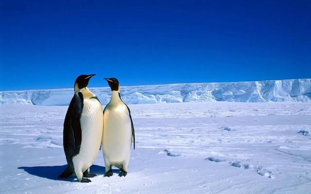 Wallpaper with a photo of twocuddling  penguins on a iceberg