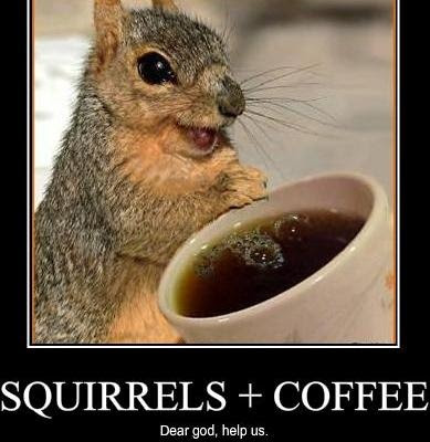 Funny Squirrel Memes - Squirrels plus coffee dear god help us!  Reminds me of Hammy from Over the Hedge! via Devastate Boredom