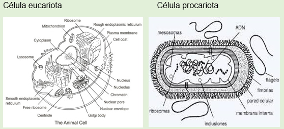 Celula Procariota Para Colorear Celula Procariota Para Dibujar Y Sus ...