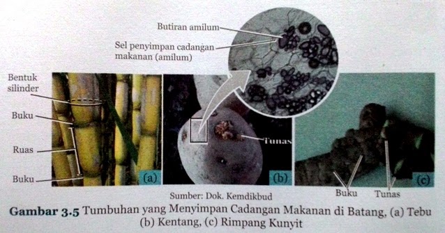 Tanaman Yang Menyimpan Cadangan Makanan Di Batang Berbagi Tanam Tanaman Yang Menyimpan Cadangan Makanan Di Batang Berbagi Tanam