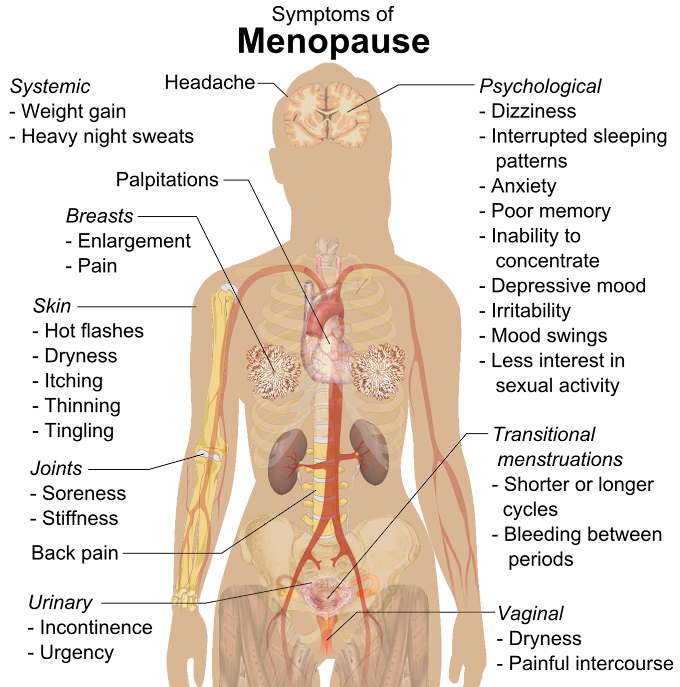 Can You Reduce Menopausal Weight Gain
